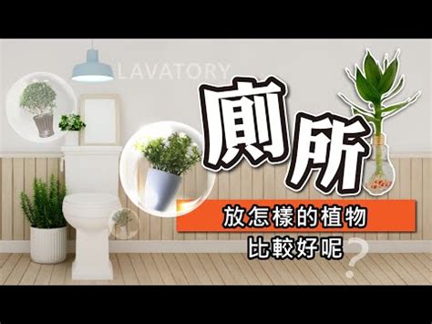 廁所種植物風水|廁所放什麼植物風水？化解水氣增財運秘訣公開